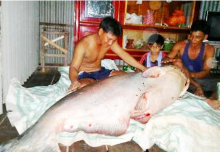 Cá tra dầu