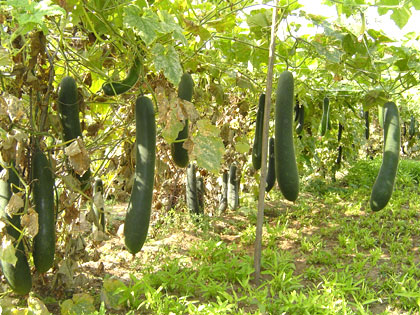 công dụng chữa bệnh của bí xanh