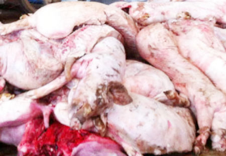 Gần 500kg lợn hôi thối được phát hiện