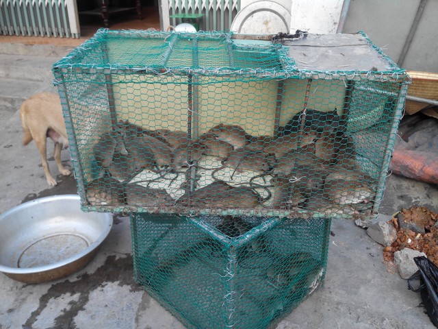 Mô tả ảnh.