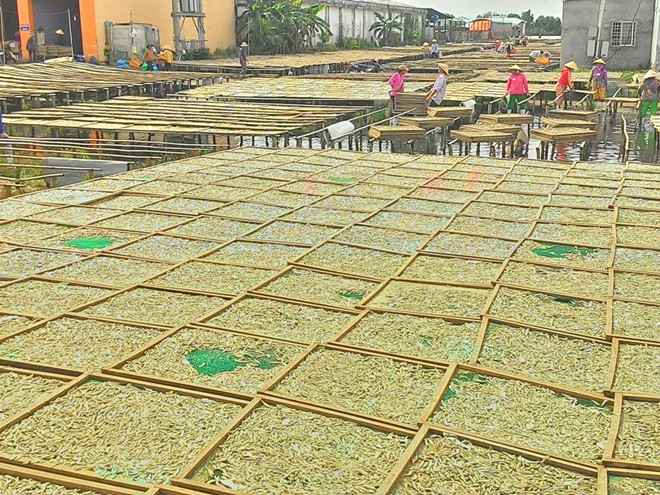 cá cơm