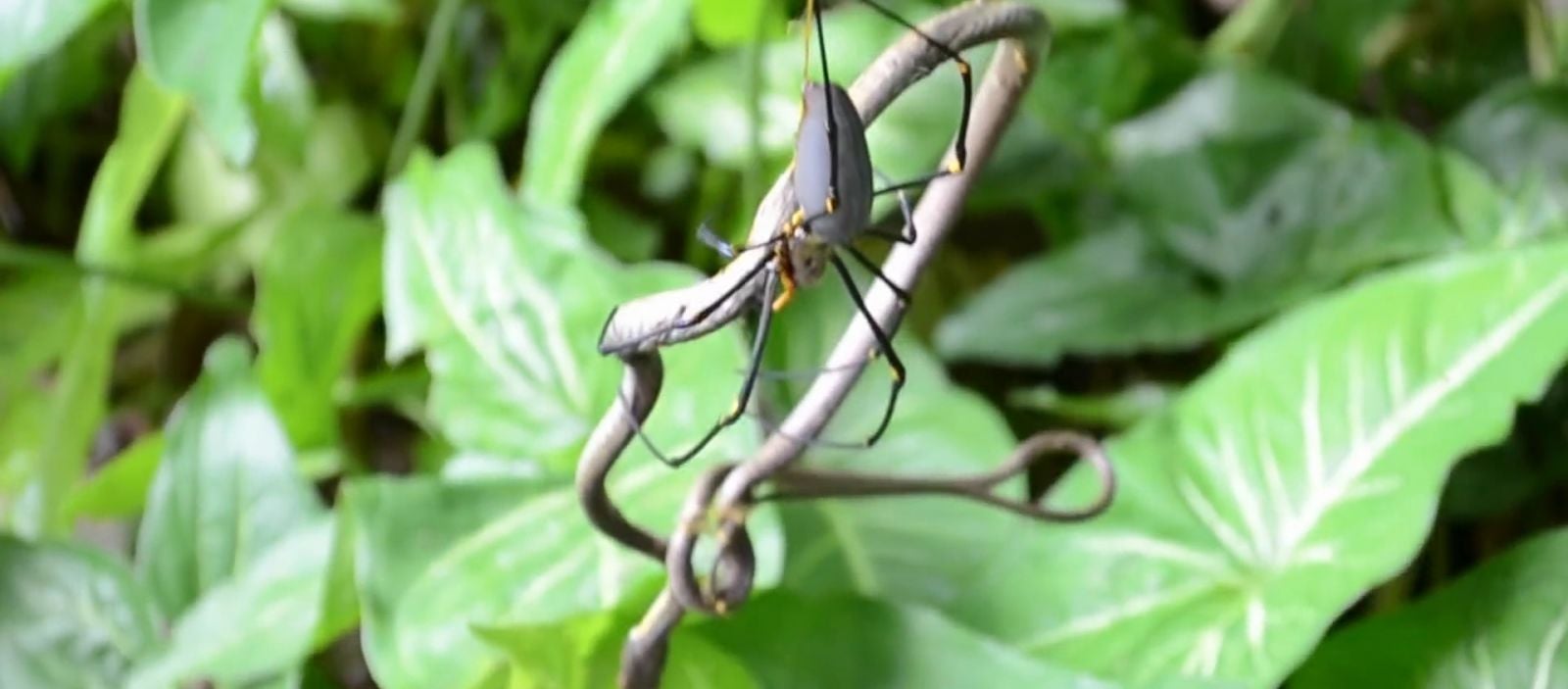 Mô tả ảnh.