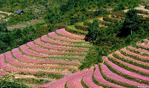 Mô tả ảnh.