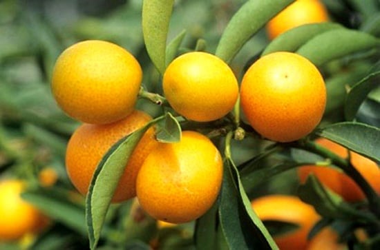 làm đẹp bàng quất