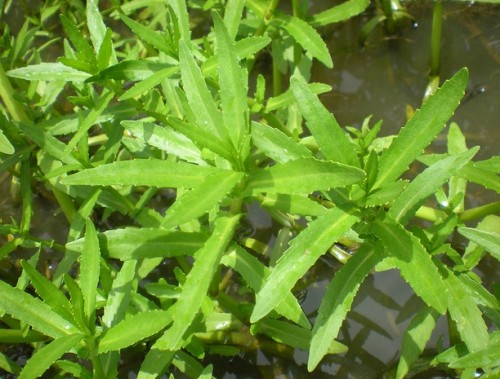 rau ngổ trị sỏi thận