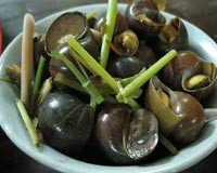 cách chọn mua ốc