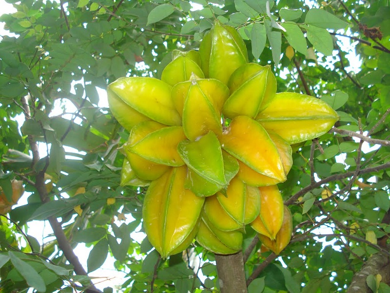 quả khế giúp căng da