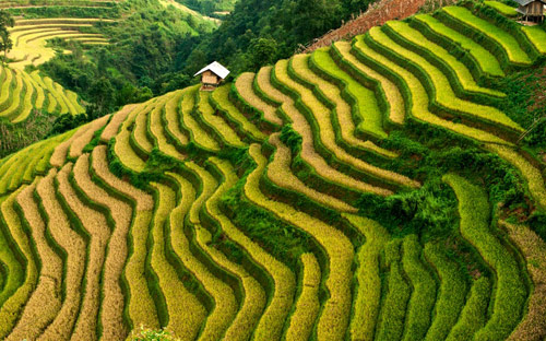 Mô tả ảnh.