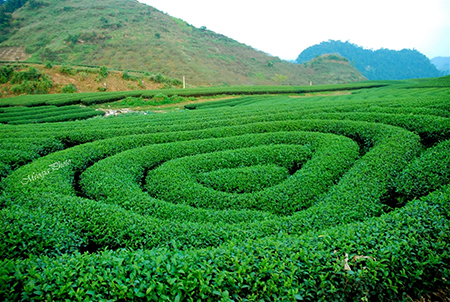 Mô tả ảnh.