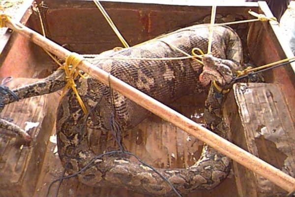 Con trăn dữ tấn công người phụ nữ ở Philippines