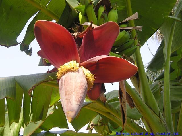 hoa chuối