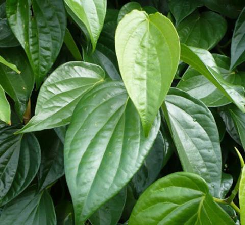 trị ho với lá trầu không