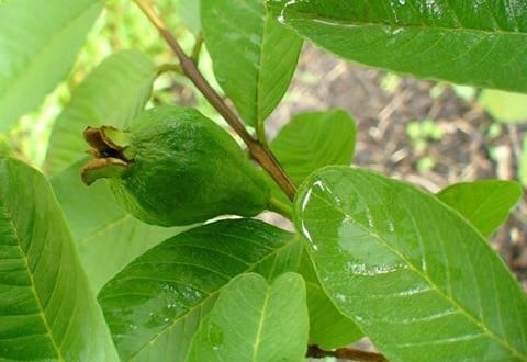 lá ổi