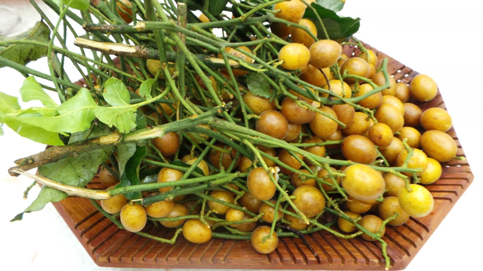 quất hồng bì