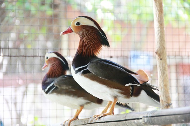 Mô tả ảnh.