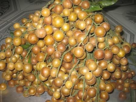 quất hồng bì
