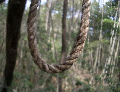 Mô tả ảnh.