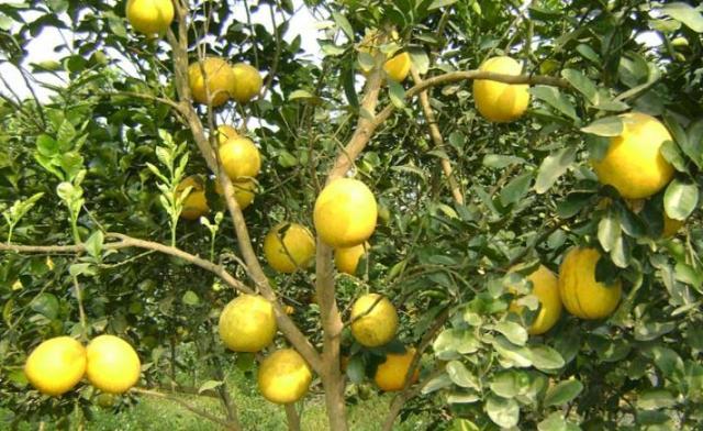 Bài thuốc dân gian chữa bệnh cực đơn giản, hiệu quả từ bưởi