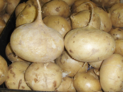 củ đau