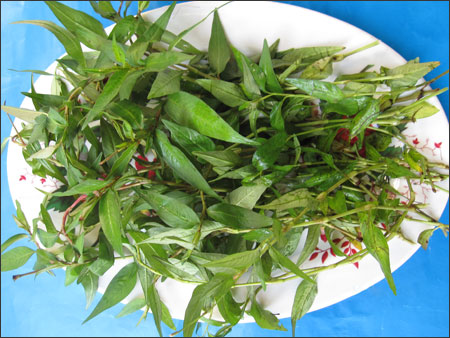 rau răm se lỗ chân lông