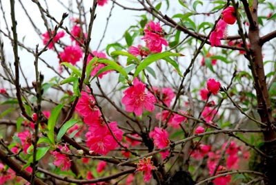 Chữa bách bệnh giá siêu rẻ nhờ rau mùi truyền.