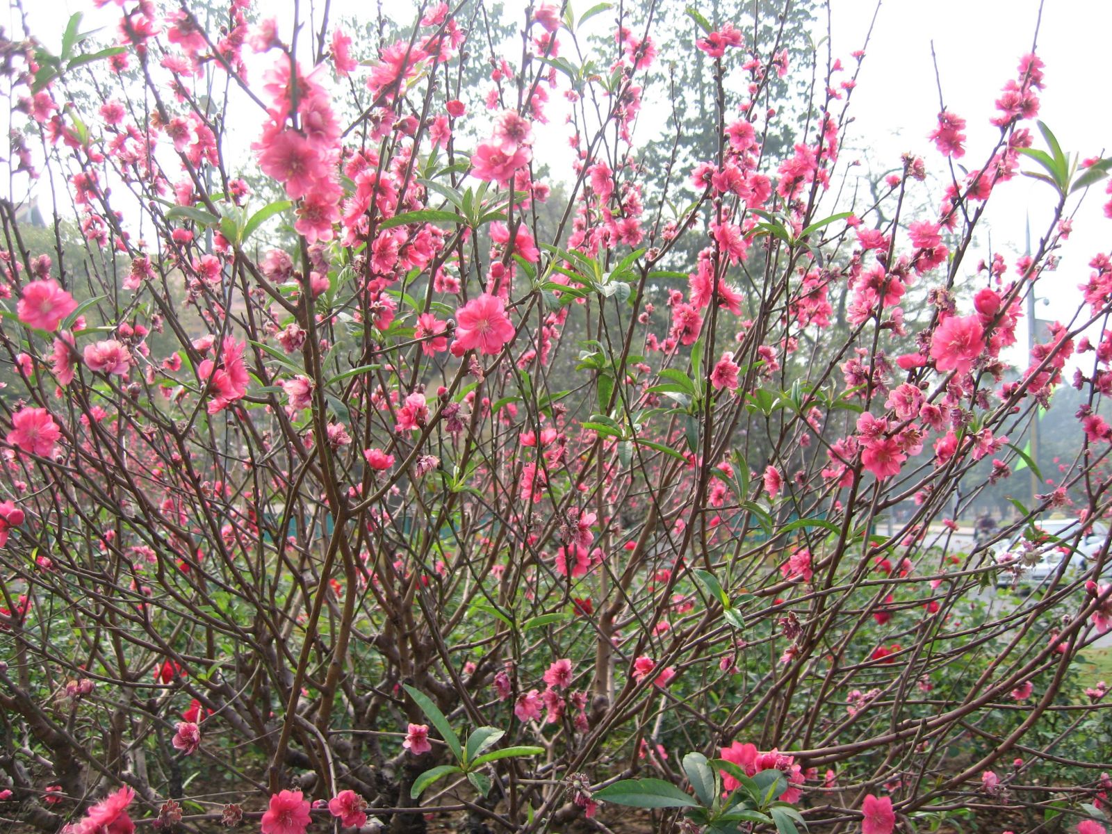 hoa dao