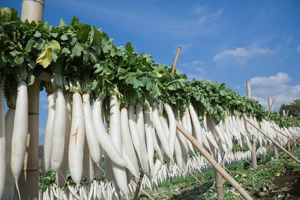 Những lợi ích bất ngờ từ món hành muối ai cũng nên biết
