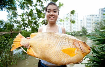 Mô tả ảnh.