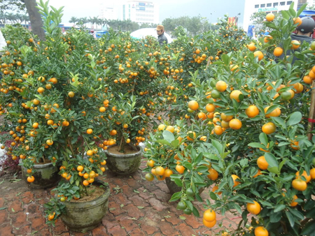 giữ quất tươi lâu