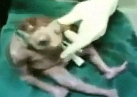 Mô tả ảnh.