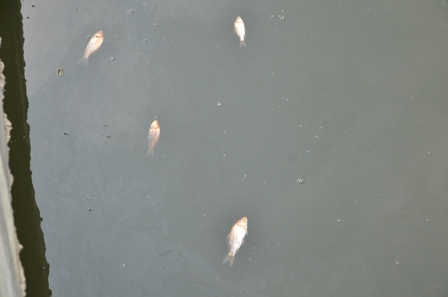 Mô tả ảnh.