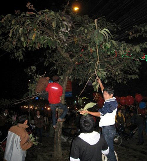 hái lộc 