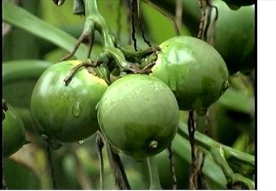 quả trắng răng 