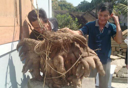 Mô tả ảnh.