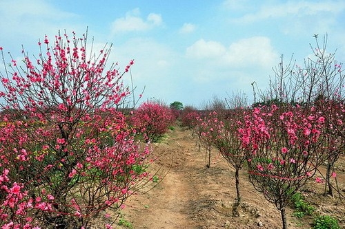 cây đào