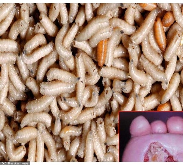 Mô tả ảnh.