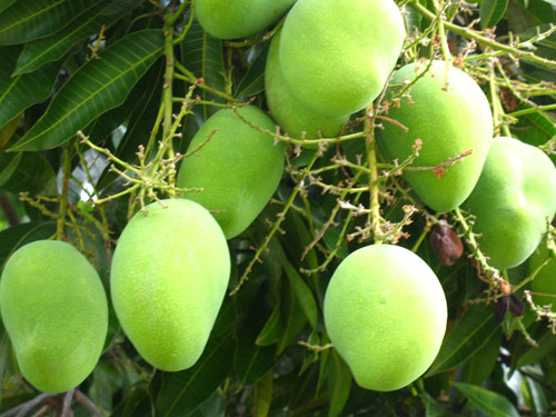quả chua trị tàn nhang