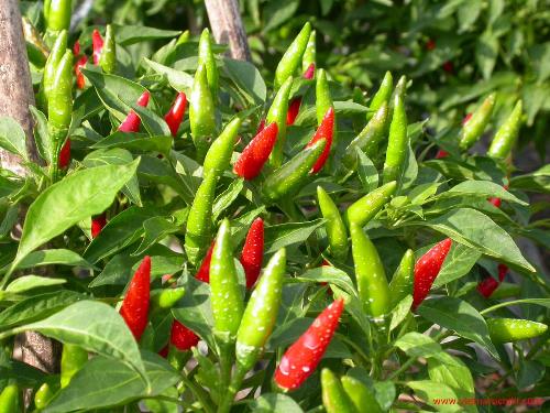 Bật mí 5 thực phẩm quen thuộc giúp bạn không ốm bao giờ