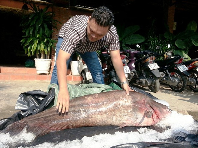 Mô tả ảnh.