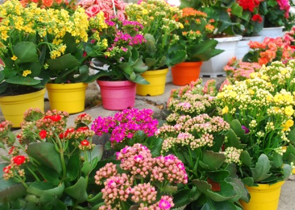 Lợi ích thần kỳ từ đậu đen dành cho sức khỏe mọi người