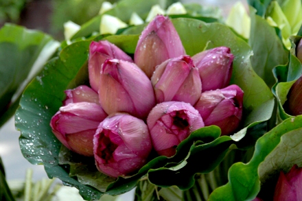 hoa không tặng trong ngày 8/3