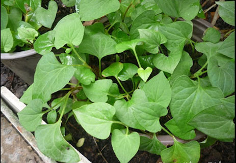 thảo mộc làm đẹp