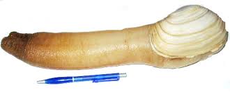 ăn
