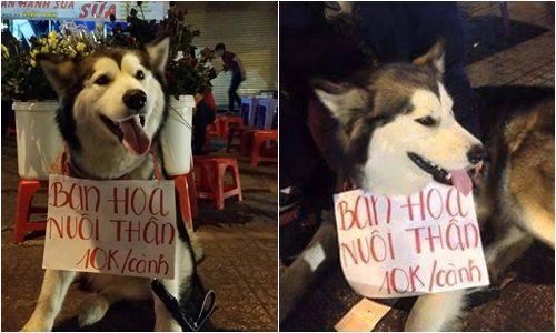 Mô tả ảnh.