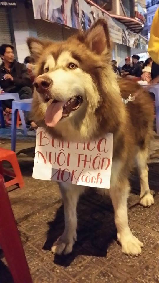 Mô tả ảnh.