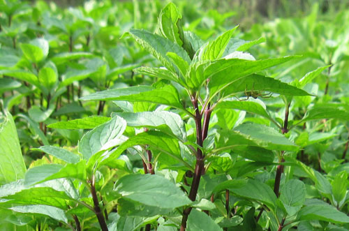 Bài thuốc dân gian đánh bay sỏi thận trong 1 tuần từ quả dứa