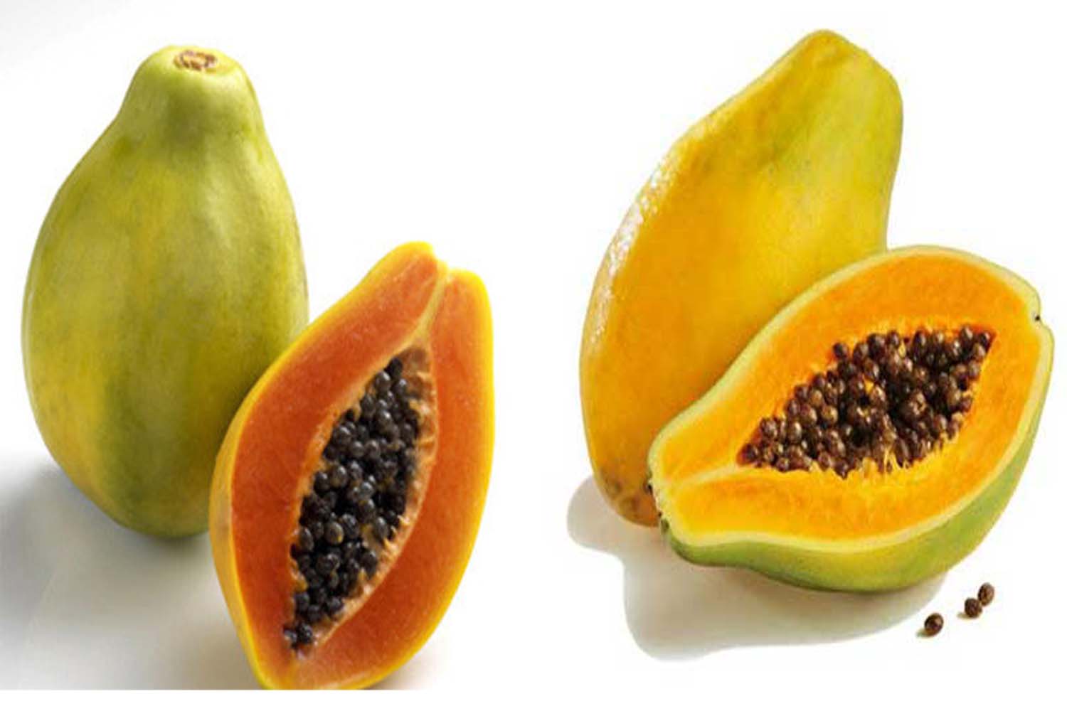 phân biệt đu đủ 