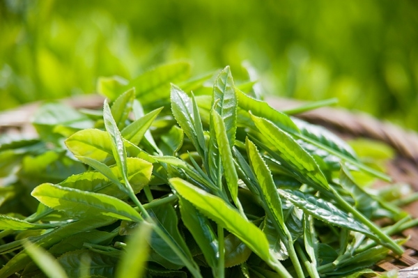 trị mụn trứng cá ở lưng