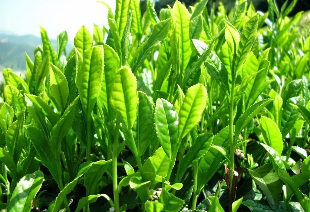 tẩy da chết 