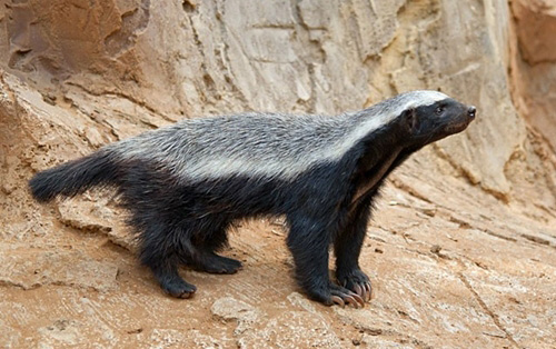 Mô tả ảnh.